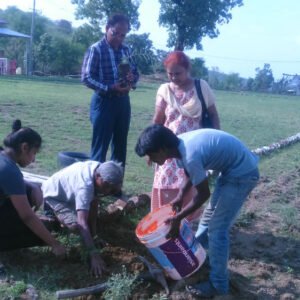 Plantation3